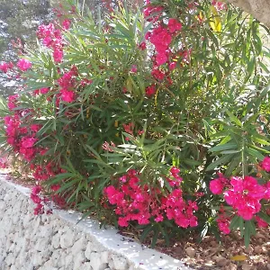  Apartamento Cala Galdana Beach España